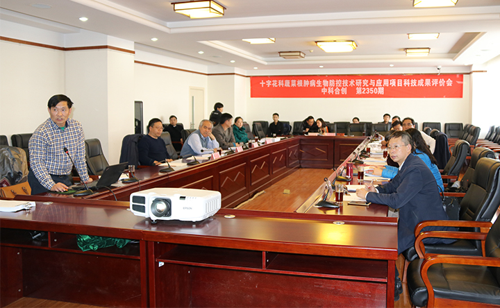 十字花科 dongtai.jpg